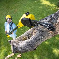 Best Tree Removal  in Wickenburg, AZ